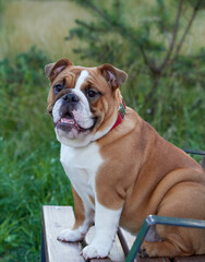 Obraz premium Funny english bulldog puppy playing in the park