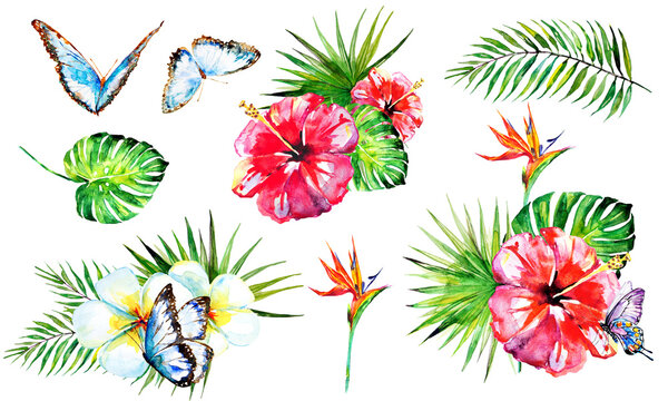 Hawaiian flowers, butterflies, watercolor, exotic plants, isolated on a white