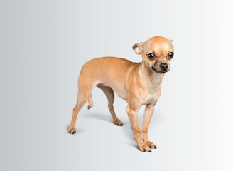 Puppy happy young dog posing