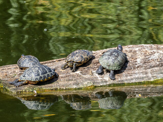 Obraz premium Schildkröte