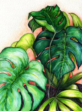 Plants 잎사귀 