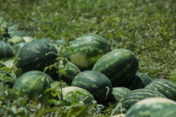 Water melons in harvest moment. Plugged off the plant and piled in a point in field. Adana, Turkey.