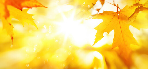 Art abstract autumn yellow leaves sunny background