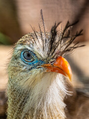 Vogel