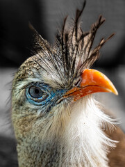 Vogel