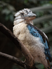 Blauflügel-Jägerliest