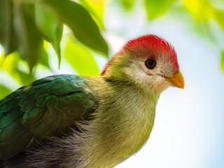 Turaco