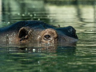 Fototapeta premium Flusspferd