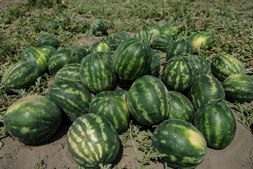 Water melons in harvest moment. Plugged off the plant and piled in a point in field. Adana, Turkey.