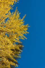 Tree full of yellow leaves in autumn season on blue sky as background, with copy space
