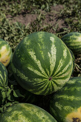 Water melons in harvest moment. Plugged off the plant and piled in a point in field. Adana, Turkey.