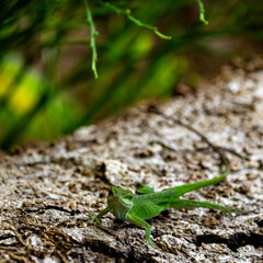 leaf on the ground