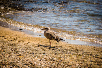 Capoliveri, Straccoligno, Insel, Elbe, Badestrand, Strand, Möwe, braune Möwe, Bucht, Küste, Wassersport, Segelschiffe, Capo Perla, Toskana, Toskanischer Archipel, Sommer, Italien