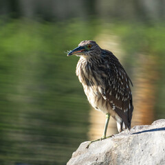 crowned heron