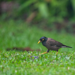 blackbird on the grass