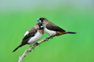 couple of white-rumped munia perching together on tree branch expose over green plantation background