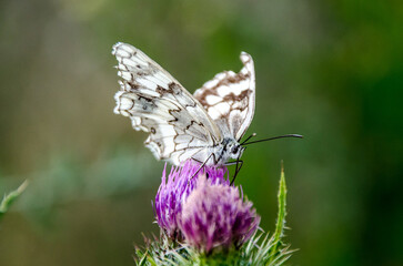 Schmetterling auf Blume