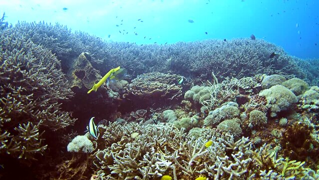 Yellow boxfish (Ostracion cubicus) followed by yellow trumpetfish (Aulostomus chinensis) swimming over healthy coral reef
