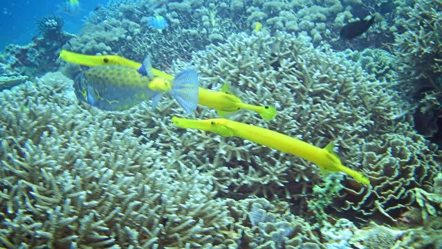 Yellow boxfish (Ostracion cubicus) followed by 2 yellow trumpetfish (Aulostomus chinensis) swimming over healthy coral reef