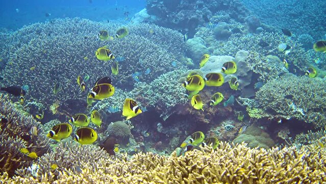 Big group of racoon butterflyfishes (Chaetodon lunula) swimming over acropora coral
