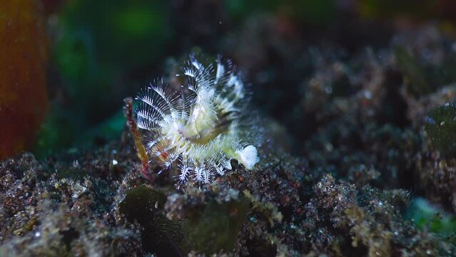 Christmas tree worm (Spirobranchus giganteus) coming out of its hole