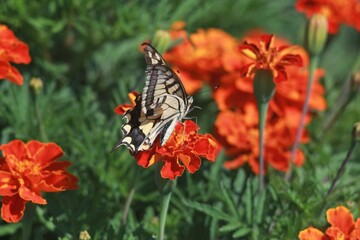 Swallowtail Butterfly on a Marigold Flower