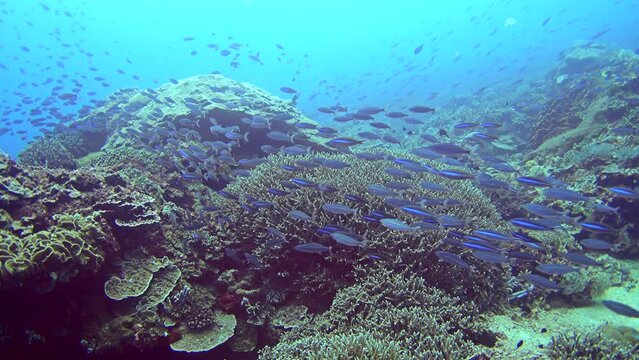 School of bluestreak fusilier (Pterocaesio tile) swimming over healthy coral reef