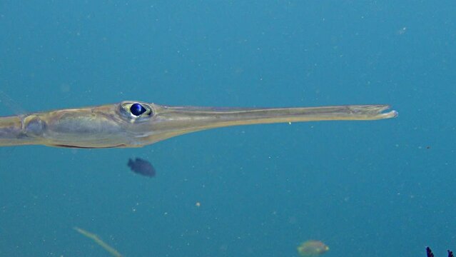 Smooth flutemouth (Fistularia commersonii), close up head