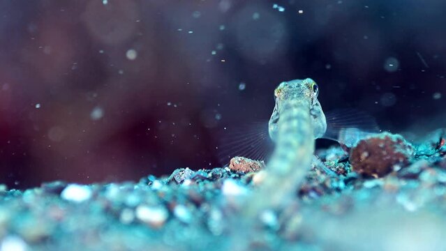 Tiny Transparent Goby (pygmy Or Dwarf) Focus On Eyes