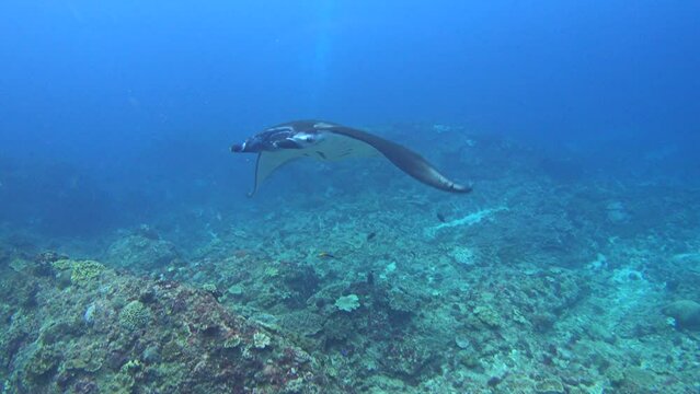 Manta ray (Manta blevirostris) passing in front of diver
