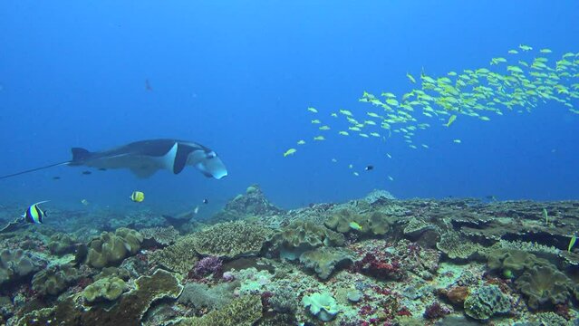 Manta ray (Manta blevirostris) swimming through school of blue-lined snapper (Lutjanus kasmira)