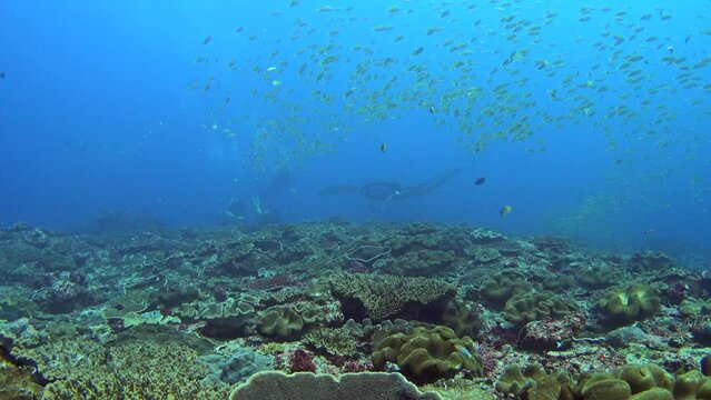 Manta ray (Manta blevirostris) swimming through school of blue-lined snapper (Lutjanus kasmira) with divers in the background
