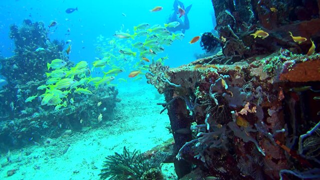 Artificial reef made of concrete pyramids full of colorful tropical fishes in Amed, Bali