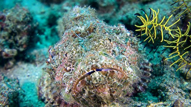 Scorpionfish from front