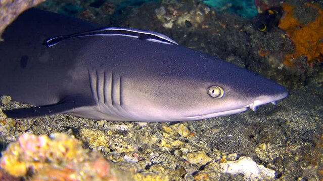 Whitetip reef shark (Triaenodon obesus) laying under table coral