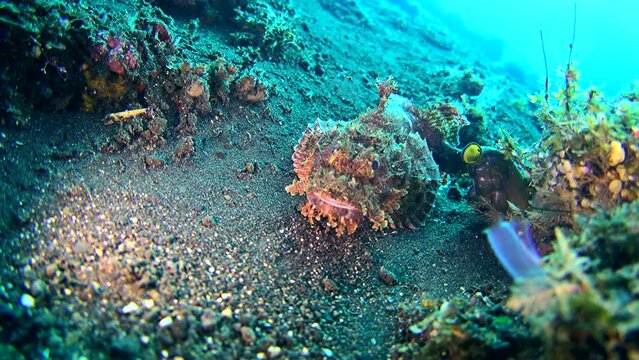 Scorpionfish crawling in the sand