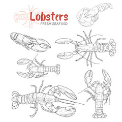 Lobsters und crustaceans vector set. Hand drawn illustrations. Collection of realistic sketches sea animals.