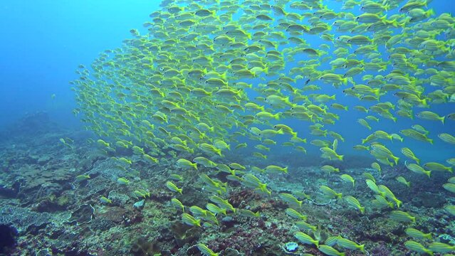 School of blue-lined snapper (Lutjanus kasmira) swimming over coral reef