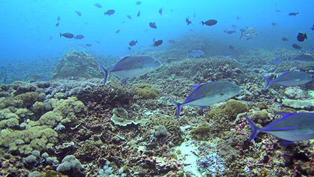 Bluefin trevally (Caranx melampygus) chasing small reef fishes