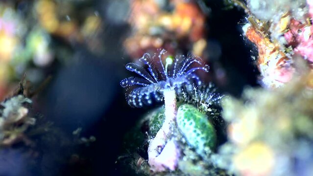 Tiny tube worm (unknown specie)