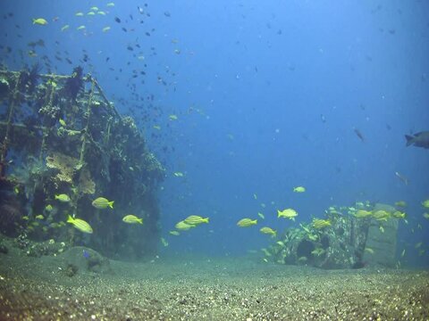 Artificial reef made of steel bars and concrete tubes  overgrown by soft and hard coral and hydrozoans with school of blue-lined snapper (Lutjanus kasmira) swimming from one part to the other.