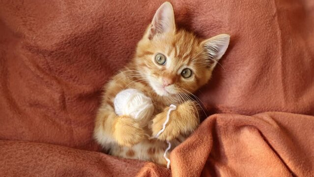 cute red kitten with a ball of thread lying on his back looks at the camera, top view
