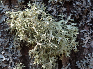 Forest tree lichen close-up. Leningrad region, Russia