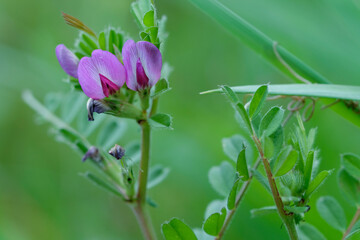 カラスノエンドウの花