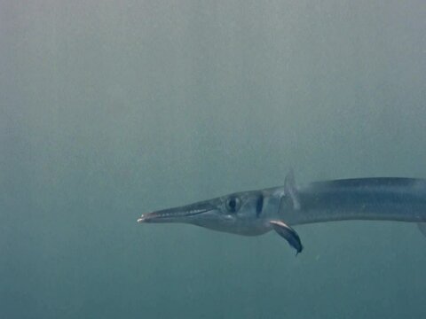 Crocodile longtom or Needlefish (Tylosurus crocodilus) being cleaned. Close up shot of the head with its sharp teeth and cleaner wrasse going around doing its job.