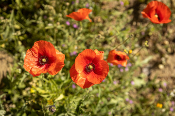 Beautiful red wild flowers. Delicate flower of vibrant color.