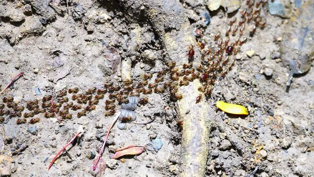 white ants or termites on decomposing wood. As an enemy of wooden houses as well. Termites walking in a row