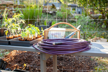 Gardening tools sit on a potting bench. Tomato starts (transplants), garden hod (basket),...