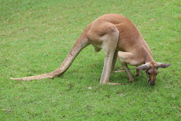 Naklejka na ściany i meble The kangaroo is stay and eat grass in garden