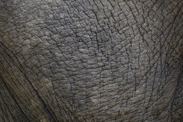 Naklejka premium Close up The elephant Skin is big wildlift animal for texture and pattern skin